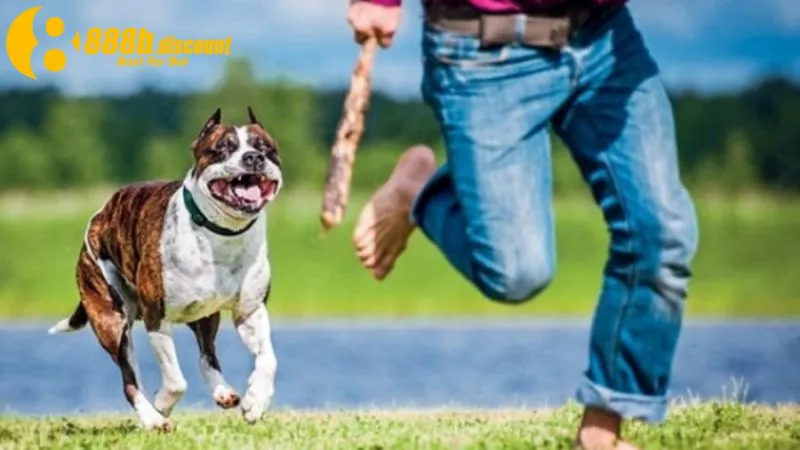 Điềm báo từ giấc mơ nhìn thấy bị chó đuổi