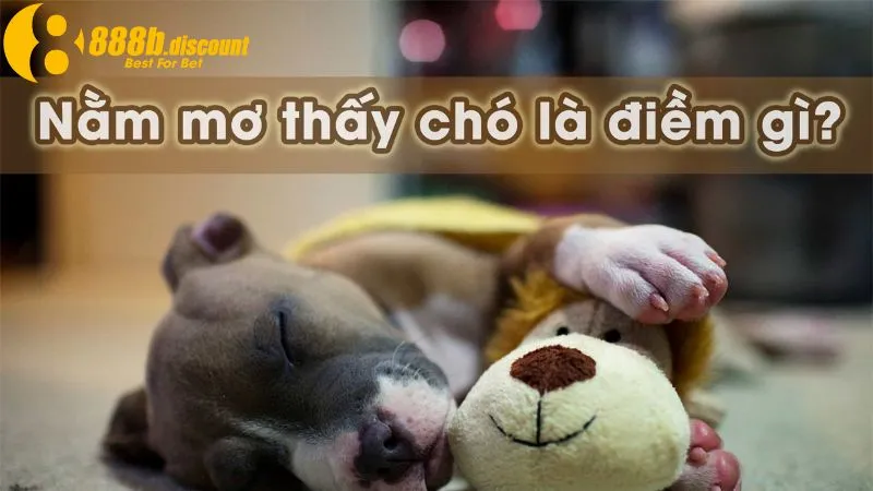 Giấc mơ thấy chó mang nhiều ý nghĩa khác nhau