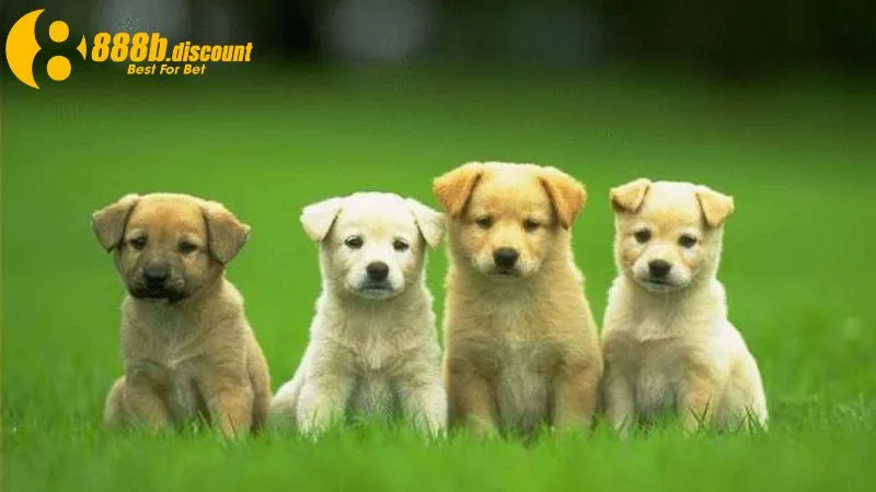 Mơ thấy đàn chó là dấu hiệu tích cực cho người mơ